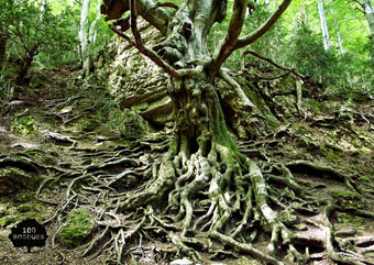Fotografía de la muestra: 100 bosques.
